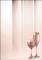 Barevn� archy Skleni�ky