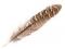 Bažantí peří délka 10-18 cm