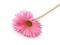 Umělá gerbera dlouhá - 2 růžová střední, 1 ks