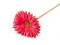 Umělá gerbera dlouhá - 4 červená světlá, 1 ks