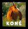 Nástěnný kalendář - Koně