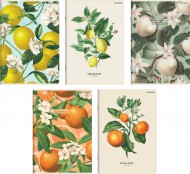 Sešit Top 2000 Letní ovoce A5/60 listů, linkovaný, mix - zvětšit obrázek