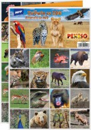 Pexeso 3xA4 Zvířata ze ZOO 5300896 - zvětšit obrázek