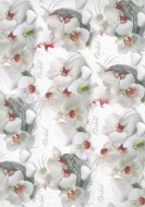 Balící papír 70x100 cm Orchidee