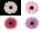Umělý květ gerbera 80 mm