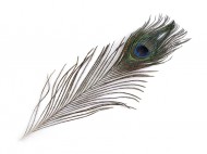Paví peří délka 20-30 cm paví přírodní, 12 ks - zvětšit obrázek