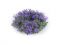 Uml vnec buxus fialov 16 cm