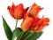 Umělá kytice tulipán