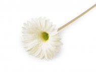 Umělá gerbera dlouhá 1 krémová světlá, 1 ks - zvětšit obrázek