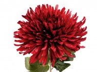 Umělá chryzantéma 6 (18 cm) červená tmavá otevřená, 1 ks - zvětšit obrázek